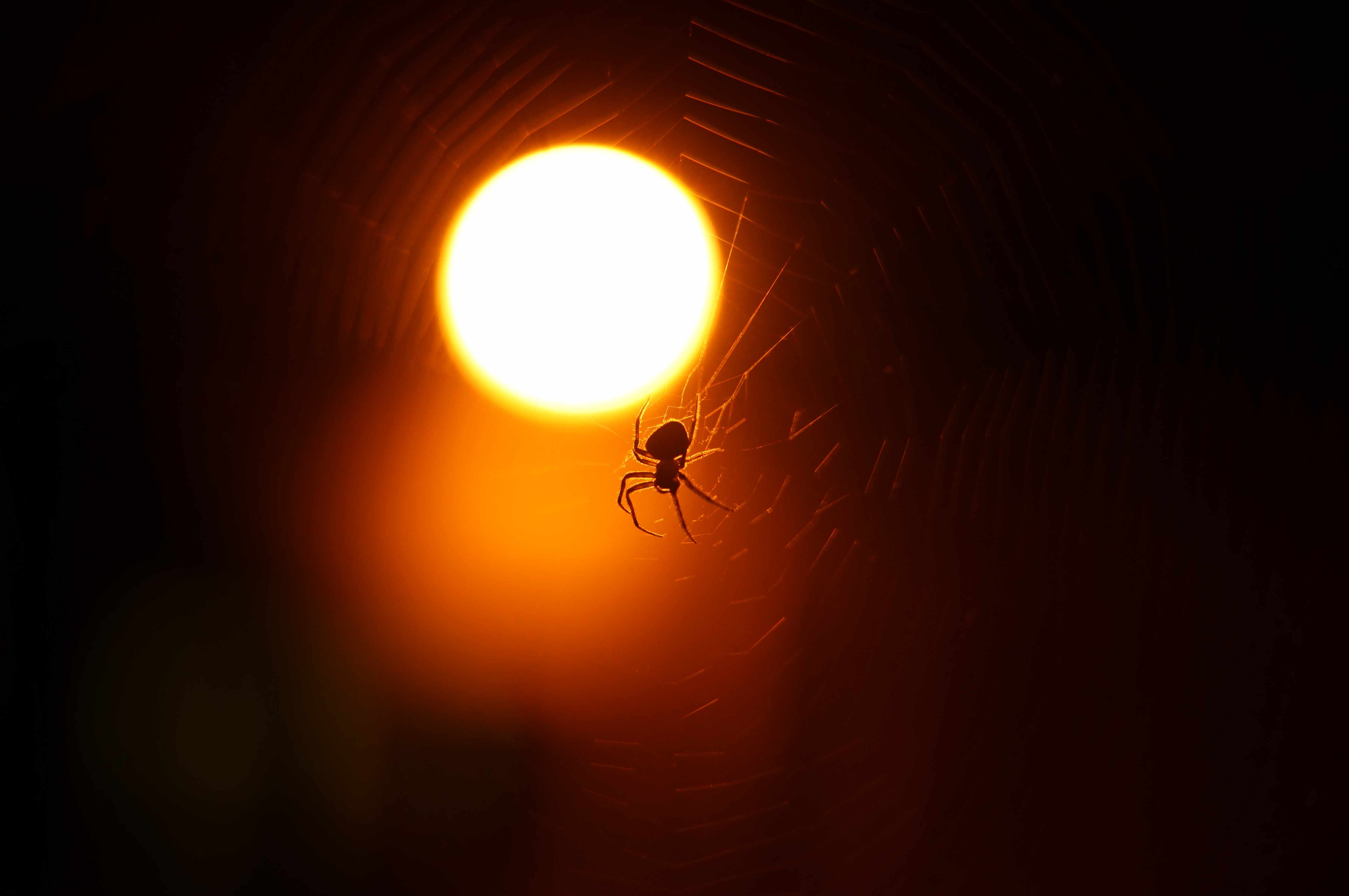 Photography by Surya Teja